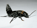 Ocypus olens